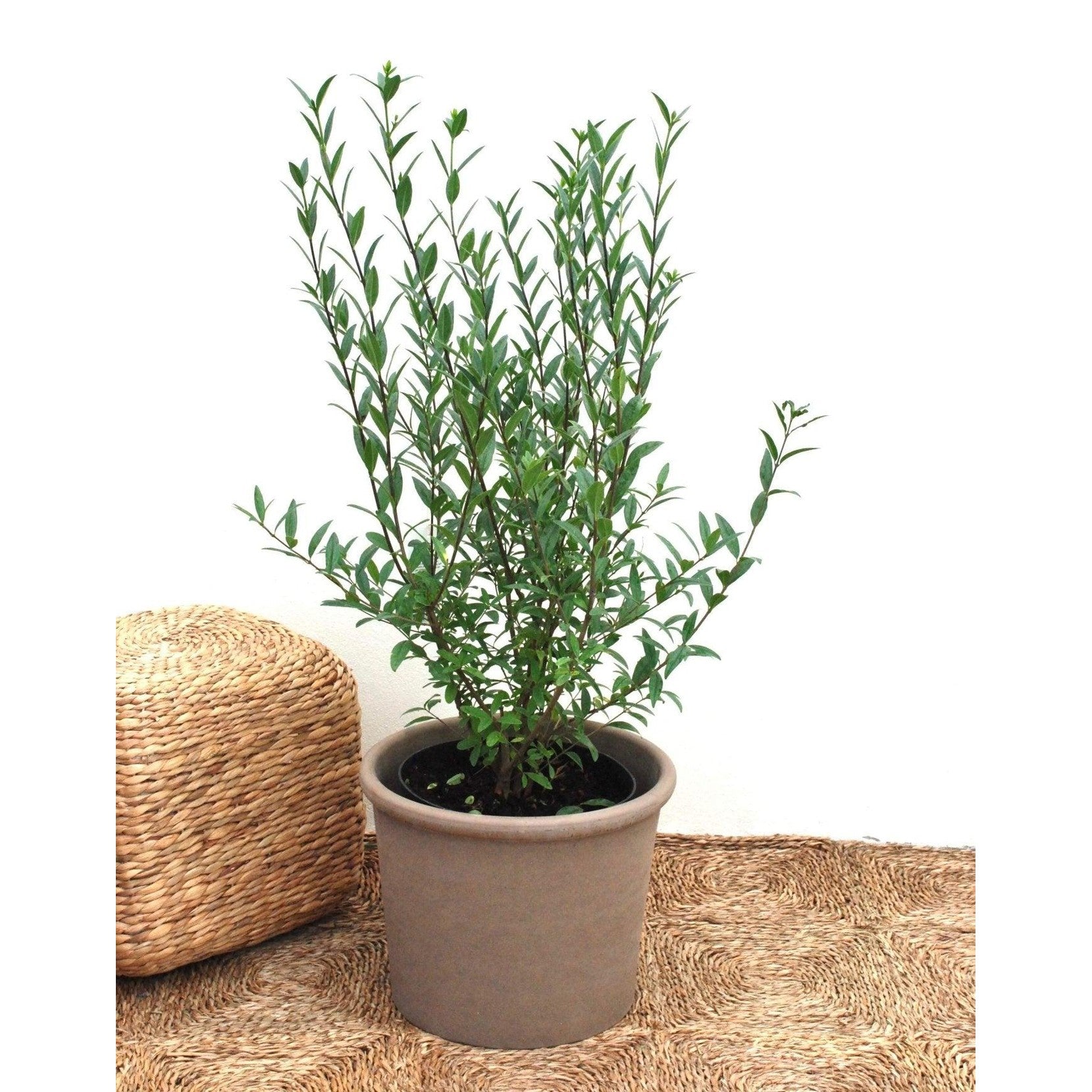 Liguster, Ligustrum Vulgare Liga Co 10 100-125 cm, Extra förgrenad, Storpack 30st